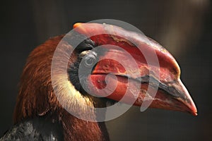 Rufous hornbill (Buceros hydrocorax)