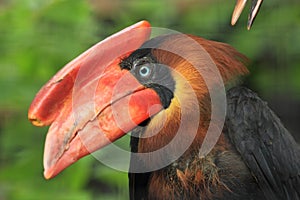 Rufous hornbill