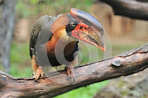 Rufous hornbill photo