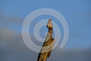 Rufous Hornero , Argentine national Bird, Cordoba Province, photo