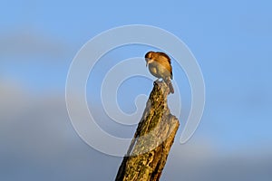 Rufous Hornero , Argentine national Bird, Cordoba Province, Province Argentina photo