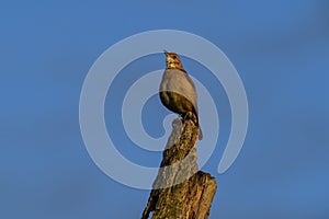 Rufous Hornero , Argentine national Bird, Cordoba Province, photo