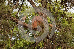 Rufous Hornero Bird Couple photo