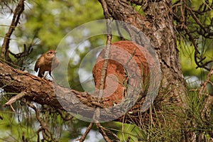 Rufous Hornero bird near the nest photo