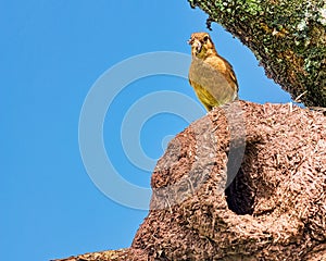 Rufous Hornero brazilian bird - Joao-de-barro brazilian bird on the nest with insects in the beak