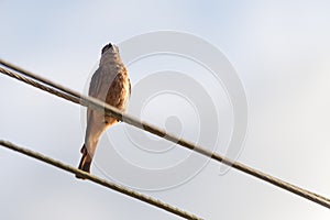 Pájaro sentado sobre el el alambre 