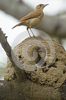 Rufous Hornero (Furnarius rufus)