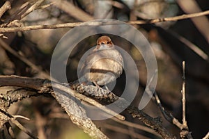 A Rufous Hornero -Furnarius rufus- perched on a fence post, against a blurred background, Buenos Aires, Argentina photo