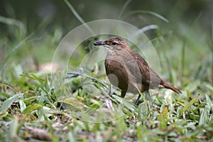 Rufous hornero, Furnarius rufus photo