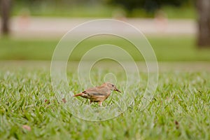 Rufous Hornero in the garden photo