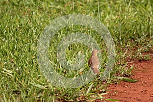 Rufous Hornero in the garden photo