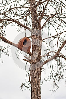 Rufous Hornero nest photo