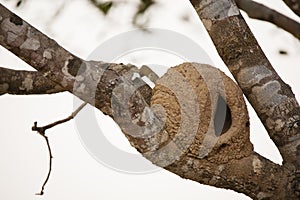 Rufous Hornero Nest photo
