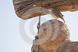 Rufous Hornero (Ovenbird) Standing on Clay/Mud Nest photo