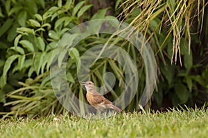 Rufous Hornero walking on the grass photo