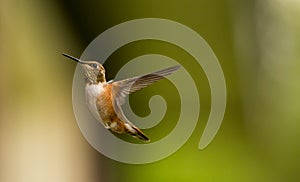 Rufous Humming Bird