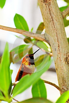 Rufous Hummingbird