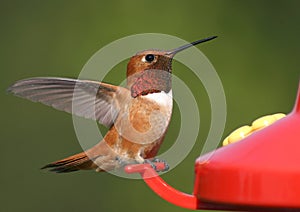 Rufous Hummingbird photo