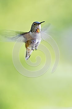 Rufous Hummingbird