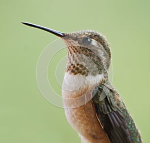 Rufous Hummingbird