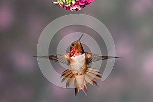 Rufous Hummingbird photo