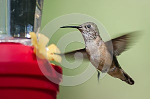 Rufous Hummingbird Arriving at the Feeder for a Meal