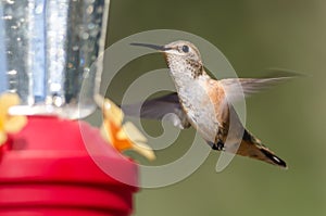 Rufous Hummingbird Arriving at the Feeder for a Meal