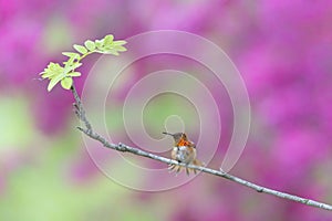 Rufous Hummingbird bird