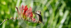 Rufous Hummingbird and Crocosmia flowers