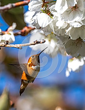 Rufous Hummingbird Feeding on Cherry Flowers
