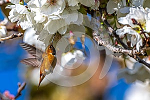 Rufous Hummingbird Feeding on Cherry Flowers