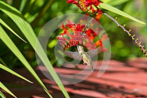 Rufous Hummingbird Feeding on Flower Nectar