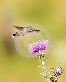 A Rufous Hummingbird Feeds From a Flower in Southeastern Arizona