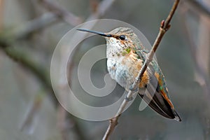 Rufous Hummingbird Female