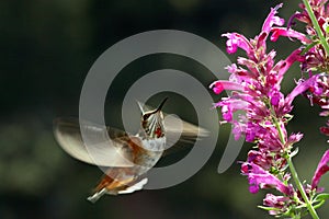 Rufous hummingbird in flight