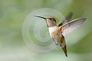 Rufous Hummingbird in Flight