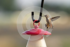 A Rufous Hummingbird hovers over a feeder