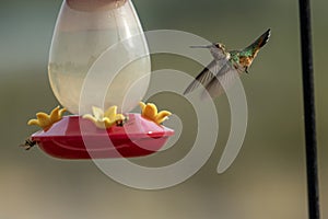 A Rufous Hummingbird hovers over a feeder