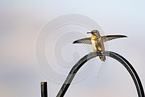 A Rufous Hummingbird hovers over a feeder