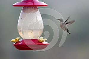 A Rufous Hummingbird hovers over a feeder