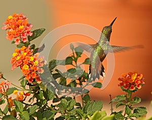 Rufous Hummingbird in Lantana Flowers