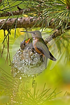 Rufous Hummingbird at nest with young