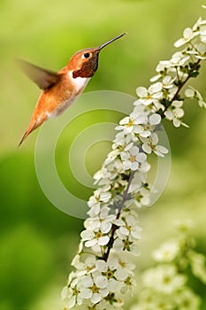 Rufous Hummingbird over green bluer background