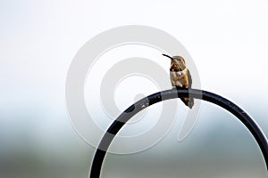 A Rufous Hummingbird perched above the feeder