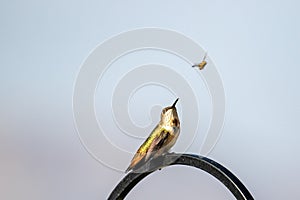 A rufous hummingbird perched on a feeder and watching a bee