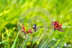 Rufous Hummingbird Perched on Flower Stalk one summer day