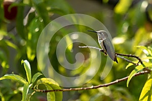 A Rufous Hummingbird perched in a peach tree