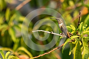 A Rufous Hummingbird perched in a peach tree