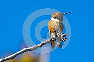 Rufous Hummingbird Perching on a Cherry Branch