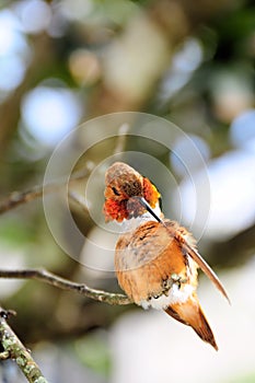 Rufous hummingbird preening